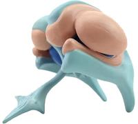 Human Anatomical Basal Ganglia Model, Brain Cerebral Thalamic Nucleus Lab Scientific Supplies Science Education for Anatomy Teaching And Studying