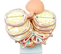 Human Anatomical Brain Model - Detachable 12-Part Simulation with Digital Key Point Design and Exquisite PVC Details