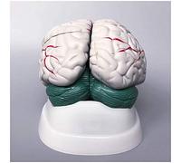 Human Anatomical Brain Model - Human Brain Anatomy Model Brain Stem Brain Cerebellum Structure Anatomy Model - Human Organ Anatomical Model Brain Model