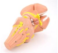 Human Anatomical Brain Model with Inner Capsule and Basal Nucleus, Detailed Nerve Nucleus Structure for Medical Education and Study, Teaching Tool