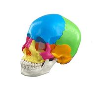 Human Anatomical Disassembled Color Skull Model Human Organs Anatomical Model Detachable Science Anatomy for Study Skull Medical Anatomy Models for Life Size Medical