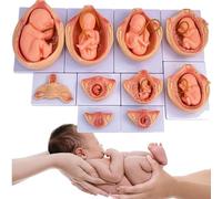 Human Anatomical Education Model Nurse Study Human Embryo Development The Model By1-9 Months Female Pregnancy Model 10 PCS