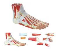 Human Anatomical Foot Model, Foot Anatomy Model, 1:1 Size Foot Joint Muscle Model, 9 Parts Detachable and Number Marked, Durable PVC Material and Hand-painted, for Classroom, Laboratory