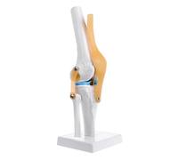 Human Anatomical Knee Joint Flexible Skeleton Model Medical Learning Aid Anatomy Teaching Models Kilbane