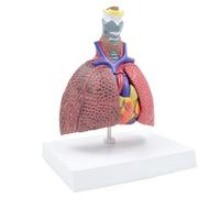 Human Anatomical Lung Model for Diseases Study, Respiratory Anatomy Shows of Thyroid, Heart, Lungs Classroom Teaching