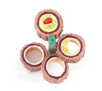 Human Anatomical Model, 4-Piece Artery Model, Human Artery Blood Vessel Anatomy Model Medical Science Teaching Resources