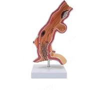 Human Anatomical Model Anatomy Model of Esophageal Anatomy Replica for Anatomy and Physiology Education Medical Anatomical Department of Esophagus and Digestive System Model