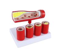 Human Anatomical Model Cardiovascular Artery Coronary Artery Like Model Body Teaching Pathological Vascular Model For Doctor's Office And Classrooms Medical Learning Resources