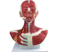Human Anatomical Model, Detailed Head and Facial Muscle Structure, for Professional Medical Teaching and Surgical Training