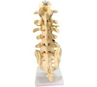 Human Anatomical Model, Human Anatomical Lumbar Vertebral Spine Life Size Chiropractic Human Anatomical Lumbar Vertebral Spine Anatomy Model School Educational Medical