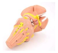 Human Anatomical Model Human Brain Model Inner Capsule and Basal Nucleus Nerve Nucleus Model for Medical Teaching Study
