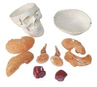 Human Anatomical Model Human Skull Modelskull with Brain Model with Digital Removable Orthopedic Skeleton Model for Medi