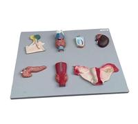 Human Anatomical Model, Life Size Human Endocrine Organ Model PVC Digestive System Pituitary Thyroid Adrenal Gland Testis Pancreas Parathyroid Gland Ovarian Model Teaching Tool