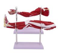 Human Anatomical Muscular Arm Model, 2 Pcs Upper Limb and Neurovascular Arteriovenous Structure of Lower Extremity Leg Muscle Movement System Model for Physiology Study Teaching