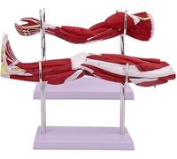 Human Anatomical Muscular Arm Model, 2 Pieces Upper Limb and Neurovascular Arteriovenous Structure of Lower Extremity Leg Muscle Movement System Model, for Physiology Study Teaching Medical Tool