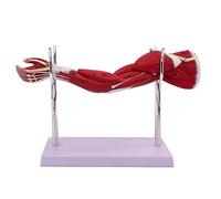 Human Anatomical Muscular Arm Model, with Removable Muscles for Medical Physiology Study Teaching Includes Stand