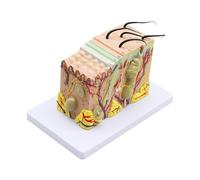 Human Anatomical Skin Subcutaneous Tissue Dissection Model Medical School Model Anatomy Biology Medical Teaching Aids for Beginners and Pros(35)