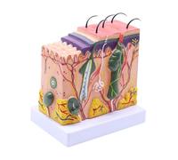 Human Anatomical Skin Subcutaneous Tissue Dissection Model Medical School Model Anatomy Biology Medical Teaching Aids Quickly and Efficiently(50)