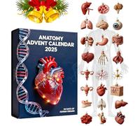 Human Anatomy Advent Calendar 2025,2025 Anatomy Adventcalendar,24 Days Human Anatomy Ornaments Christmas Countdown Calendar,Xmas Gift for Medical Students Science Enthusiasts-A