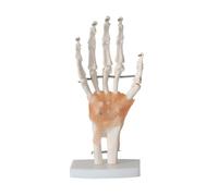 Human Anatomy Anatomical Human Hand Joint Model With Ligaments Mode Life Size Study Tools Teaching Models
