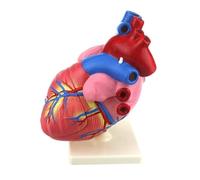 Human Anatomy Anatomical Human Heart Model 3 Times Enlarged Organ Study Tools Teaching Models