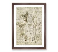 Human Anatomy by Leonardo Da Vinci Framed Wall Art Print A2 Walnut