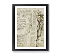 Human Anatomy By Leonardo Da Vinci Framed Wall Art Print A3 Black