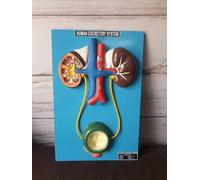 Human Anatomy Educational Model, Excretory System with Kidney and Bladder, with Base