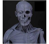 Human Anatomy Figure - Human Muscle Bone Model - Human Anatomy Figure Mannequin Drawing Figures - Reference for Artist,School Study And Teaching (23.6Inch),A