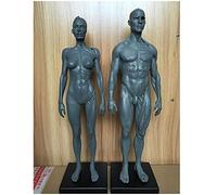 Human Anatomy Figure - Human Muscle Skeleton Anatomical Model 11.8 Inch Male Muscle Bone Model - Human Anatomy Figure Mannequin Drawing Figures - Reference for Artist,Study And Teaching