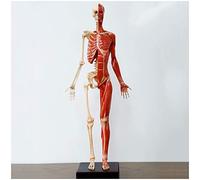 Human Anatomy Figure Mannequin Drawing Figures - 23 Inch /60Cm Female Anatomy Figure - Human Muscle Skeleton Anatomical Model Reference for Artist,School Study And Teaching,A