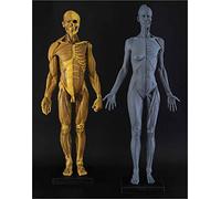 Human Anatomy Figure Model - 23.6Inch Human Anatomical Muscle Bone Model - Female & Male Anatomy Figure for Medical Artist Drawing Study,A