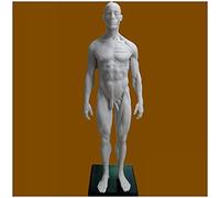 Human Anatomy Figure Model - 30Cm Female/Male Anatomy Figure Human Musculoskeletal Anatomy Model for Artists - for Medical Artist Drawing Study,Male