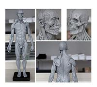 Human Anatomy Figure Model - 60Cm Male Anatomy Figure - Human Anatomical Muscle Bone Model -PU Mterial - for Medical Artist Drawing Study,A