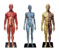 Human Anatomy Figure Painting Model - 30Cm Human Muscle Skeleton Anatomical Model - 3Pcs Human Anatomical Muscle Bone Ecorche And Skin Model Mannequin Drawing Figures,A