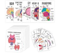 Human Anatomy Flash Cards - Visual Study Guide for Nursing & Exam Prep, Human Body System Anatomy Cards with Labeled Diagrams + Key Information, Medical, Nursing School Essentials (30Pcs)