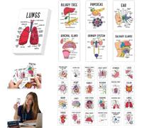 Human Anatomy Flashcards 30 Pcs Anatomy and Physiology Visual Study | Full Color Human Body StudyCards,Pocket Size Medical Terminology Diagram CardsSet,Guide & Flash CardsSet for Medical,Nursing
