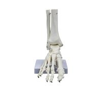 Human Anatomy Foot Joint Bone Model Human Foot Joint Skeleton Model Classroom Teaching Tool for Clinical Demonstration and Ankle