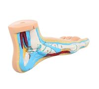 Human Anatomy Foot Model Realistic Medical Teaching Display for Anatomy Education for Middle and Medical Schools Nursing and