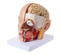 Human Anatomy for Head Skull Cerebral Artery Anatomical Model for Teaching Teaching Models