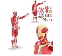 Human Anatomy Full Muscle Model with Removable Organs for Physiology Study and Teaching