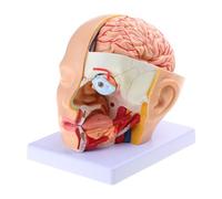 Human Anatomy Head Skull Anatomical Model Human Cerebral Artery Anatomical Model for Medical Teaching Life-Size