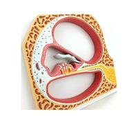 Human Anatomy Hearing Organ Otolaryngology Model, Cochlear Spiral Model, Auditory Organ Otolaryngology Model, for Medical Student, Lab & Classroom Use