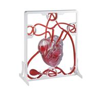Human Anatomy Human Body Cardiac Blood Circulation Model Heart Biological Science Experiment Study Tools Teaching Models