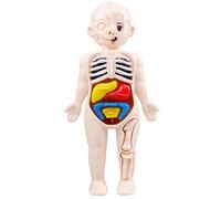 Human Anatomy, Human Body Model for Kids 7x4" Anatomy Model Organs Detachable Body ABS No Burrs Science Toys Educational for Kids Over for Daily Use