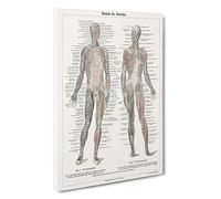 Human Anatomy in German Canvas Print for Living Room Bedroom Home Office Décor, Wall Art Picture Ready to Hang, 30 x 20 Inch (76 x 50 cm)