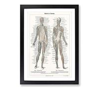 Human Anatomy in German Framed Print | A2 Black Framed Wall Art | Ready to Hang | Modern Nature Picture | Living Room Bedroom Lounge Office