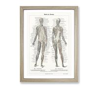 Human Anatomy In German Vintage Framed Print | A2 Oak Framed Wall Art | Ready to Hang | Classic Nature Picture | Living Room Bedroom Lounge Office