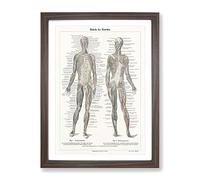 Human Anatomy In German Vintage Framed Print | A2 Walnut Framed Wall Art | Ready to Hang | Classic Nature Picture | Living Room Bedroom Lounge Office