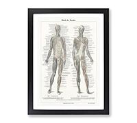 Human Anatomy In German Vintage Framed Print | A3 Black Framed Wall Art | Ready to Hang | Classic Nature Picture | Living Room Bedroom Lounge Office